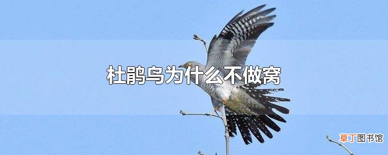 杜鹃鸟为什么不做窝