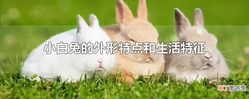 小白兔的外形特点和生活特征