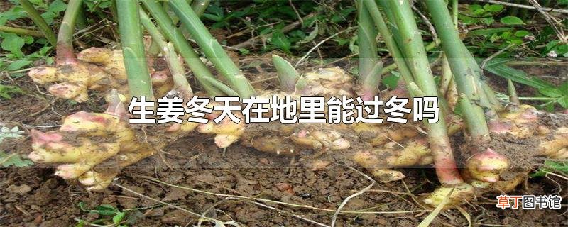 生姜冬天在地里能过冬吗