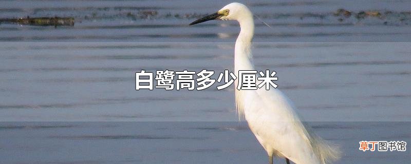 白鹭高多少厘米