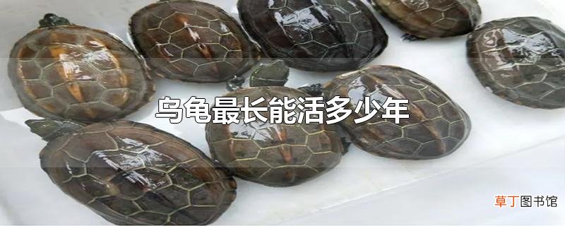 乌龟最长能活多少年