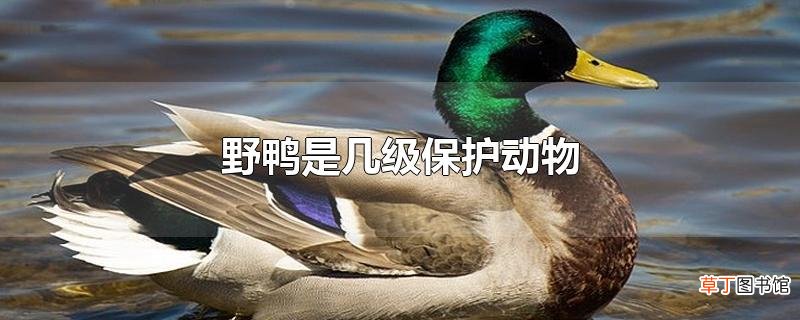 野鸭是几级保护动物