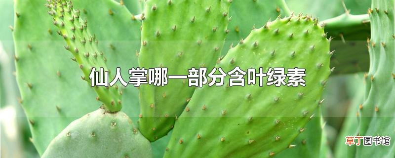 仙人掌哪一部分含叶绿素