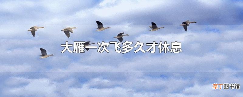 大雁一次飞多久才休息