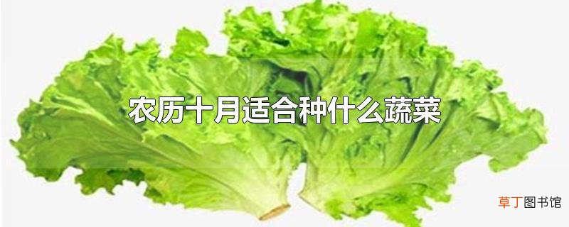 农历十月适合种什么蔬菜