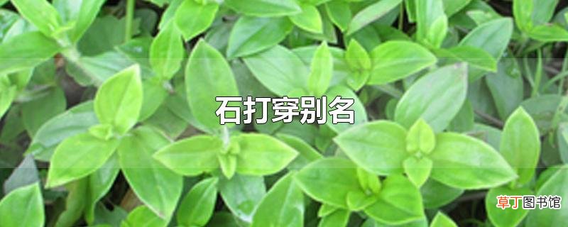 石打穿别名