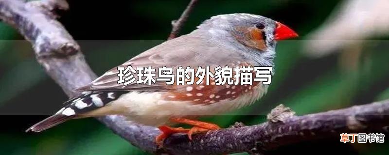 珍珠鸟的外貌描写