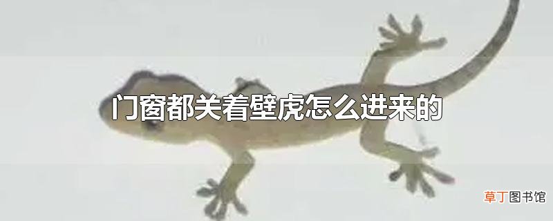 门窗都关着壁虎怎么进来的