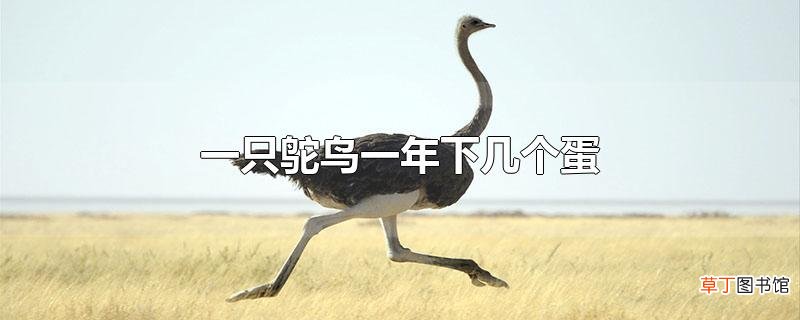 一只鸵鸟一年下几个蛋