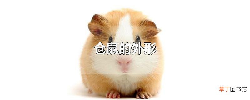 仓鼠的外形