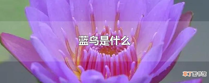 蓝鸟是什么