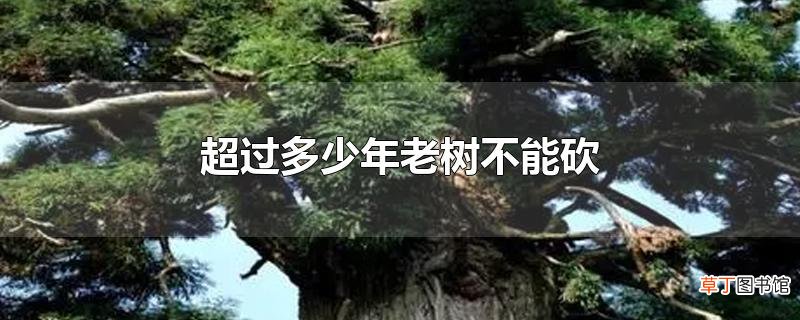 超过多少年老树不能砍