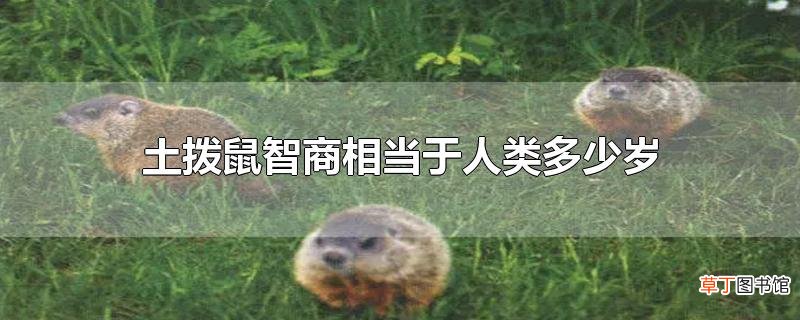 土拨鼠智商相当于人类多少岁
