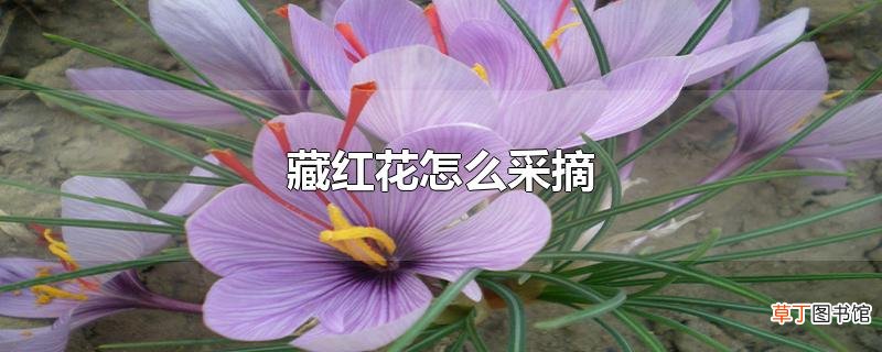 藏红花怎么采摘