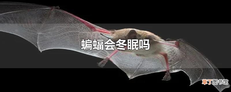 蝙蝠会冬眠吗