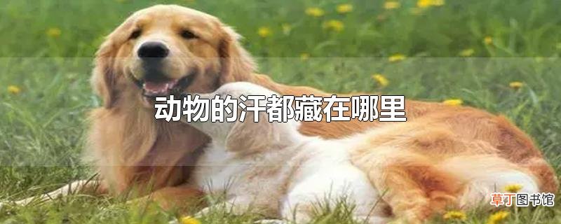动物的汗都藏在哪里