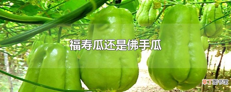 福寿瓜还是佛手瓜