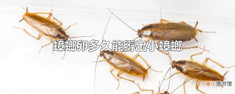 蟑螂卵多久能孵出小蟑螂