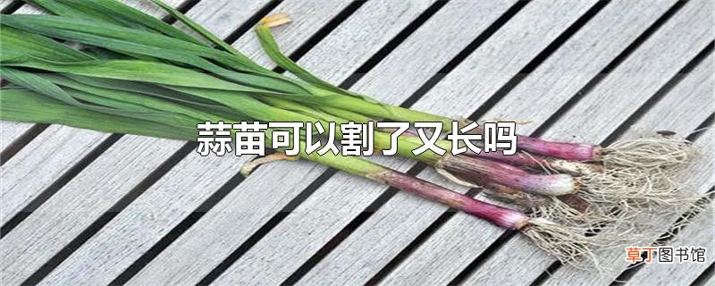 蒜苗可以割了又长吗