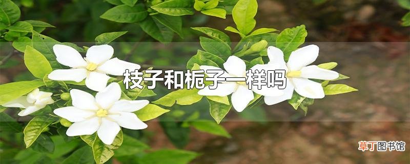 枝子和栀子一样吗