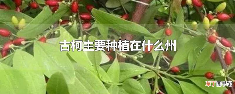 古柯主要种植在什么州