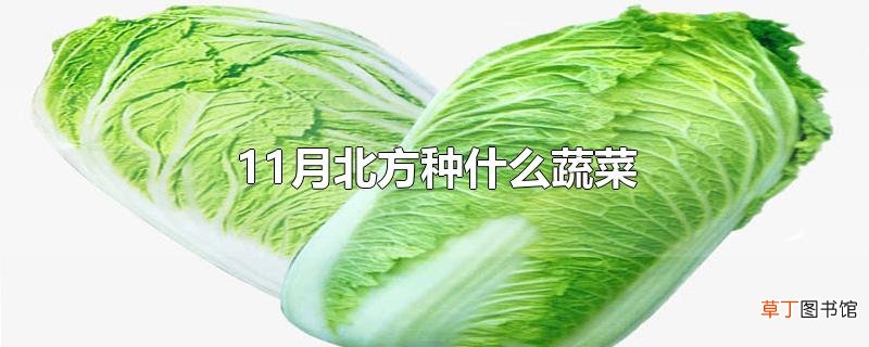 11月北方种什么蔬菜
