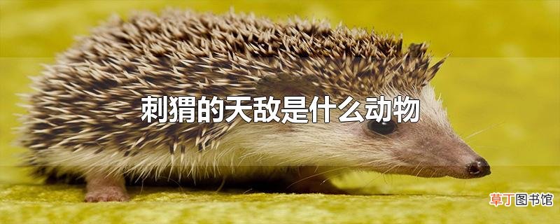 刺猬的天敌是什么动物