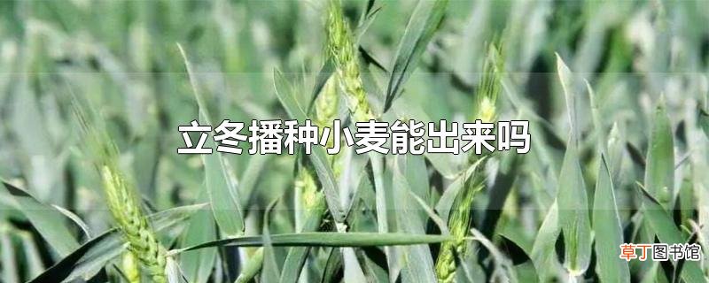 立冬播种小麦能出来吗