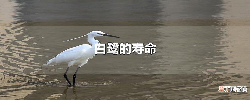 白鹭的寿命