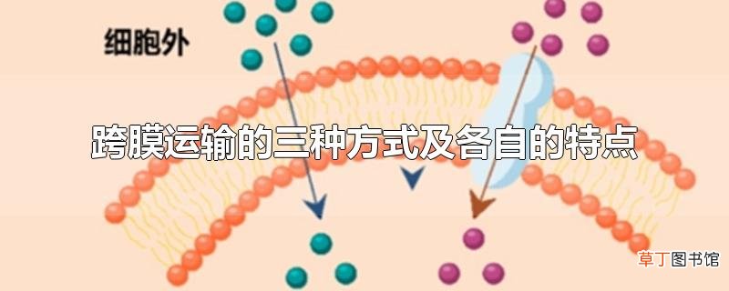 跨膜运输的三种方式及各自的特点
