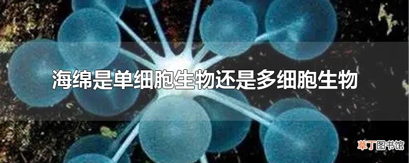 海绵是单细胞生物还是多细胞生物