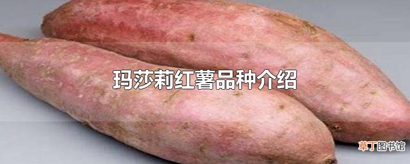 玛莎莉红薯品种介绍