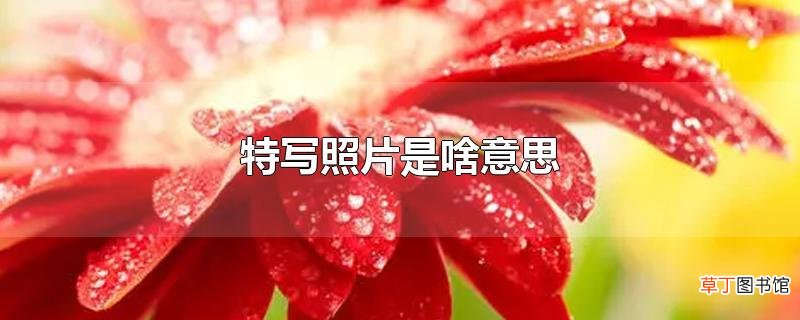 特写照片是啥意思