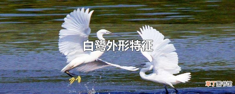 白鹭外形特征