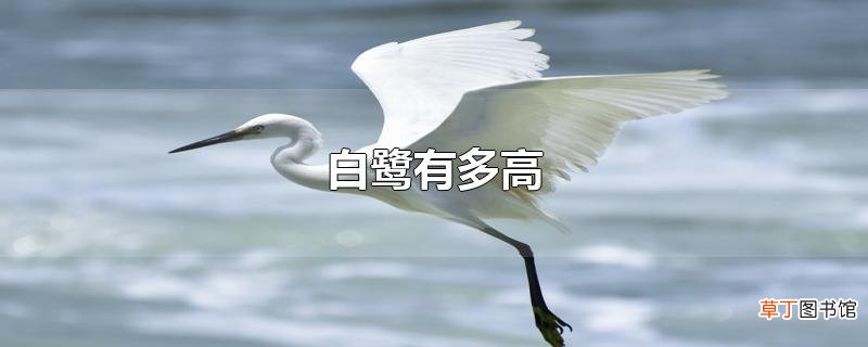 白鹭有多高