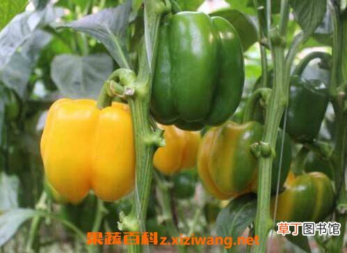 怎样鉴别转基因食品 转基因食品的检测方法