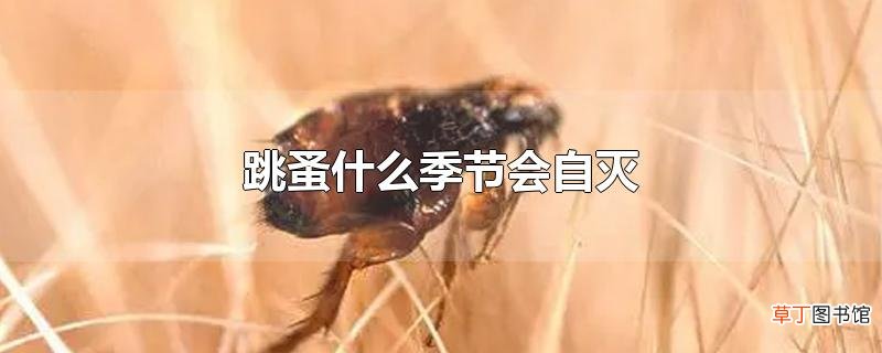 跳蚤什么季节会自灭