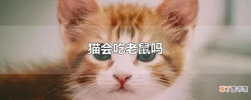 猫会吃老鼠吗