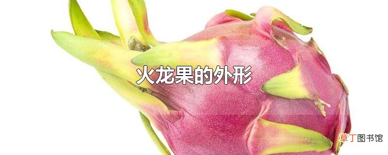 火龙果的外形