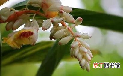 豆蔻年华是指多少岁