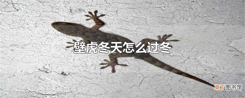 壁虎冬天怎么过冬