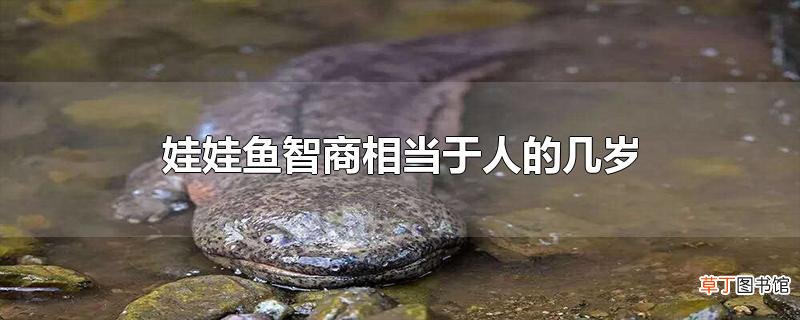 娃娃鱼智商相当于人的几岁