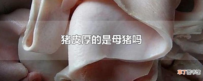 猪皮厚的是母猪吗