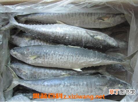 吃马鲛鱼的功效和作用 吃马鲛鱼的副作用