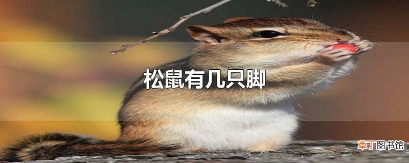 松鼠有几只脚