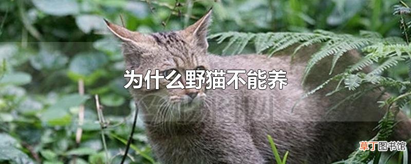 为什么野猫不能养