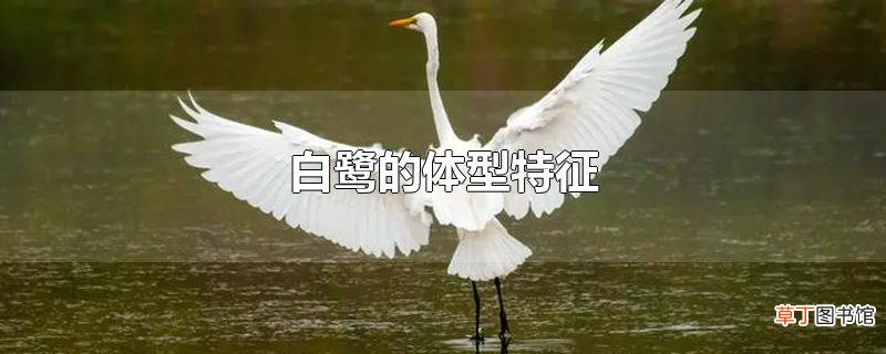 白鹭的体型特征