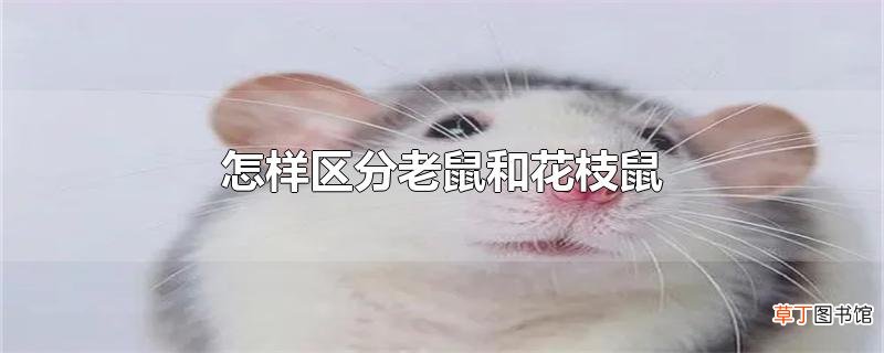 怎样区分老鼠和花枝鼠