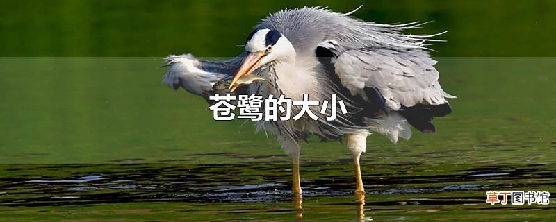 苍鹭的大小