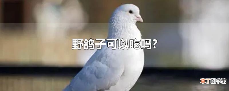 野鸽子可以吃吗?